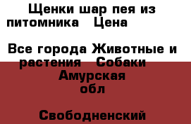 Щенки шар-пея из питомника › Цена ­ 15 000 - Все города Животные и растения » Собаки   . Амурская обл.,Свободненский р-н